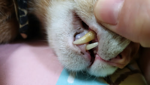 A cat's uncleaned tooth - dental cleanings