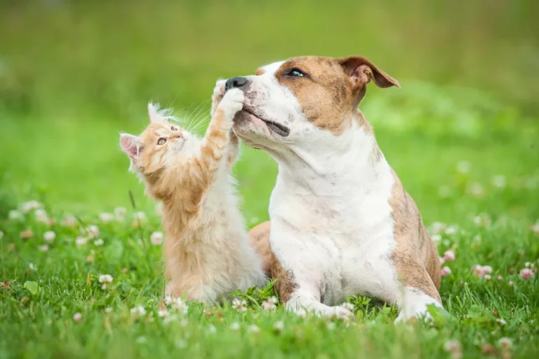 How to Brush Canine Teeth: Keeping Your Pup’s Smile Healthy