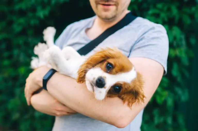 What is laser therapy for dogs? Illuminating a Path to Pain-Free Paws