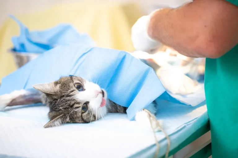 When should you spay a cat? 4 Considerations for Different Breed Types