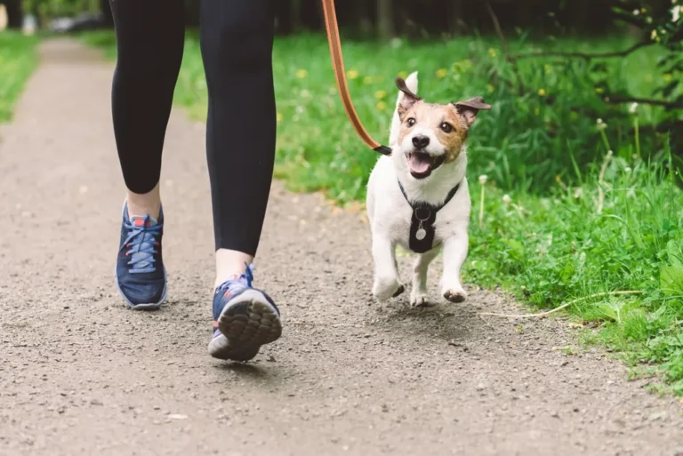 Ultimate Guide: How often do dogs need rabies vaccine? – Keeping Your Canine Protected